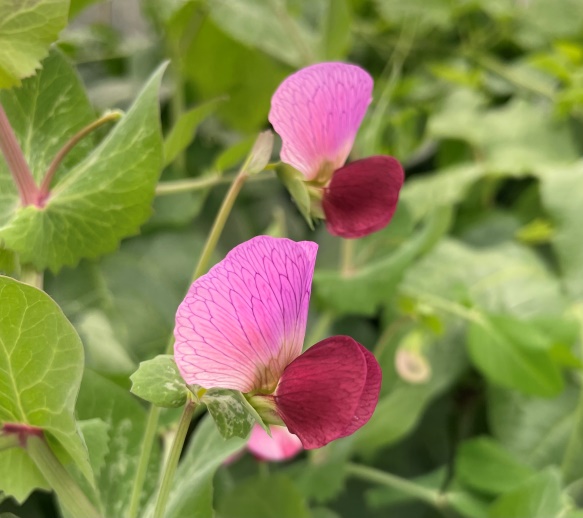 2025.02 - JI2822 - one of the pea varieties being used for VIGS experime....jpg