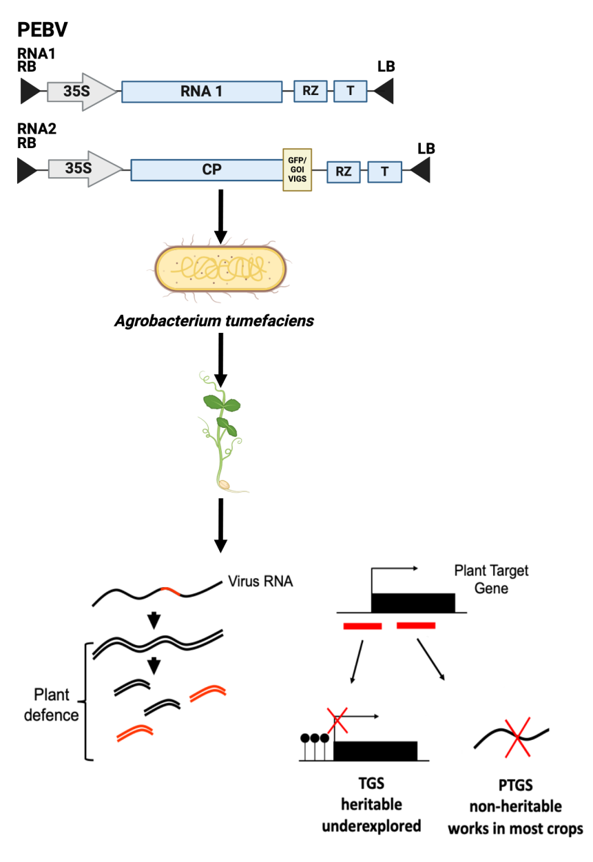 2025.02 - Schematic representation of  VIGS method using pea. Credit Ele....png