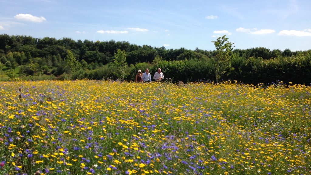 Yellox Oxeye Daisy and Cornflowers in a wild flower strip with people walking along the field boundary infront of a hedge.