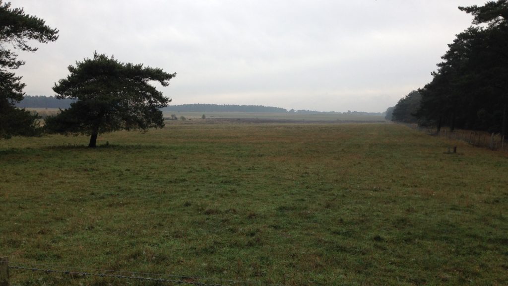 Breckland view